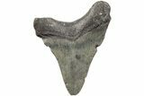 Juvenile Megalodon Tooth - South Carolina #203173-1
